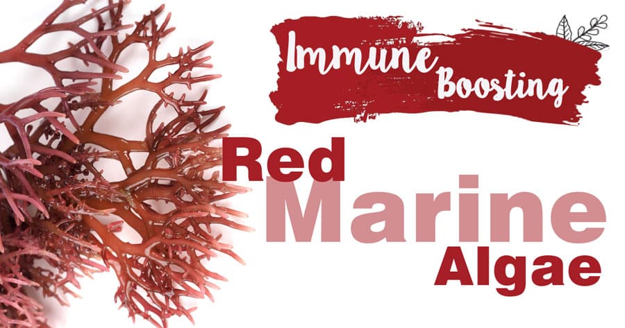 Immune-Boosting Red Marine Algae