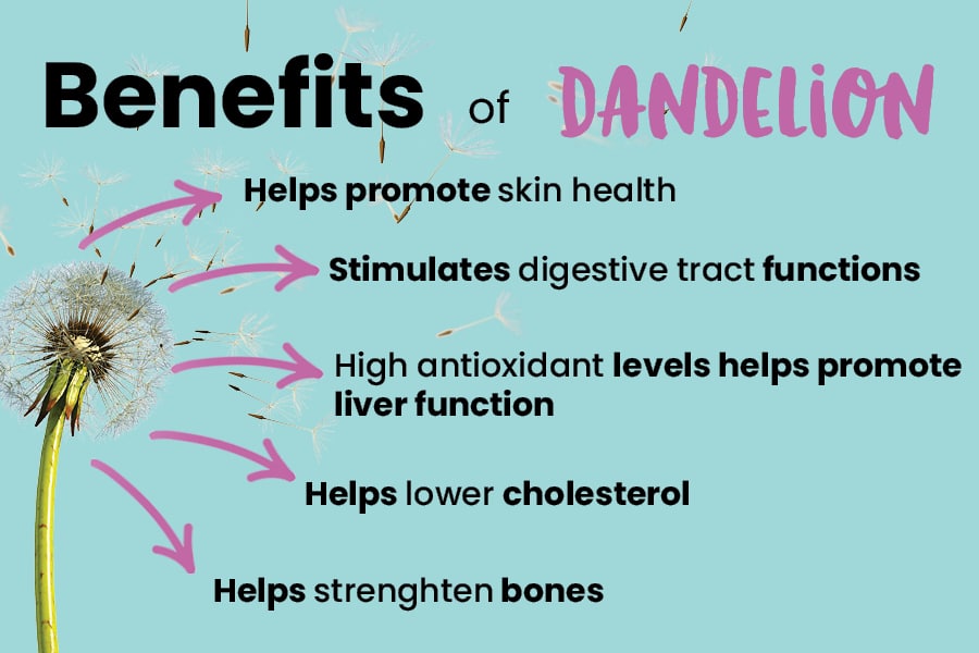 Health Benefits of Dandelion