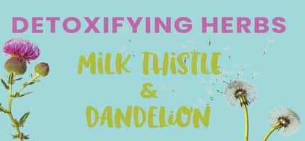 Detoxifying Herbs: Milk Thistle and Dandelion