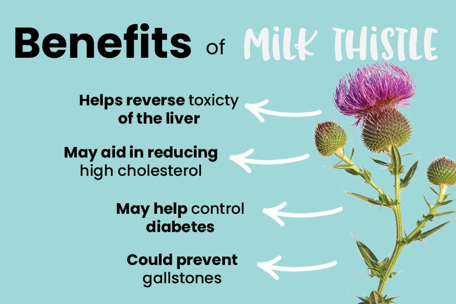 Health Benefits of Milk Thistle