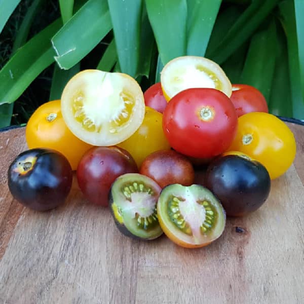 Organic Sunshine tomatoes
