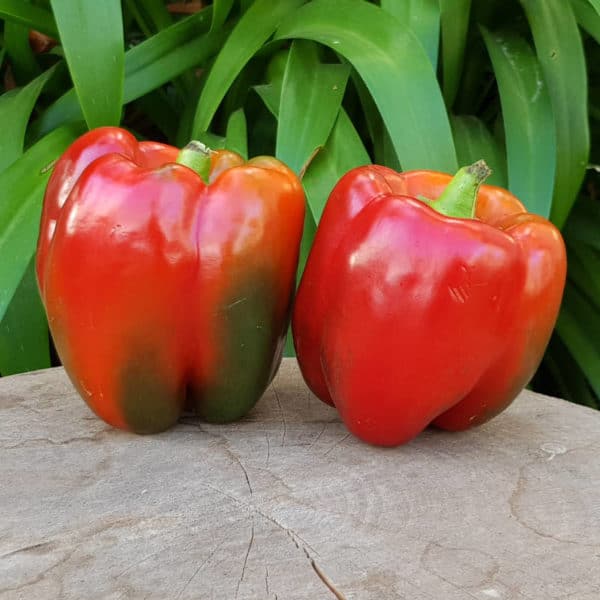 Organic Sweet Red Peppers