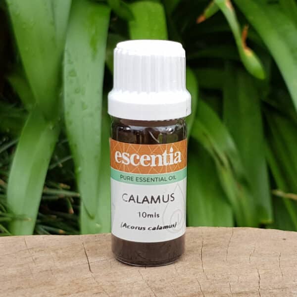 Calamus Essential Oil, 10ml
