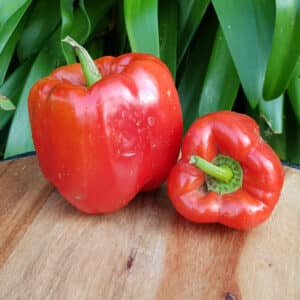 Organic Red Peppers, 2s